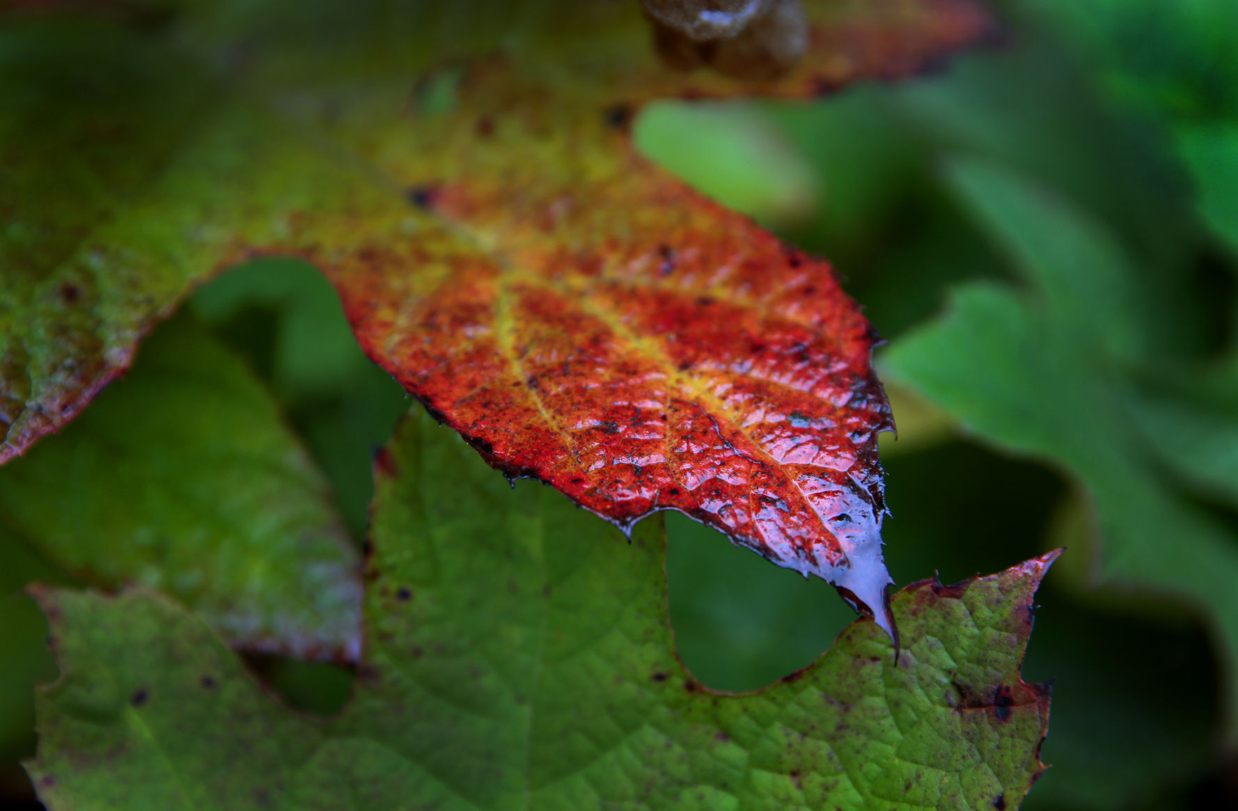 Colors of fall